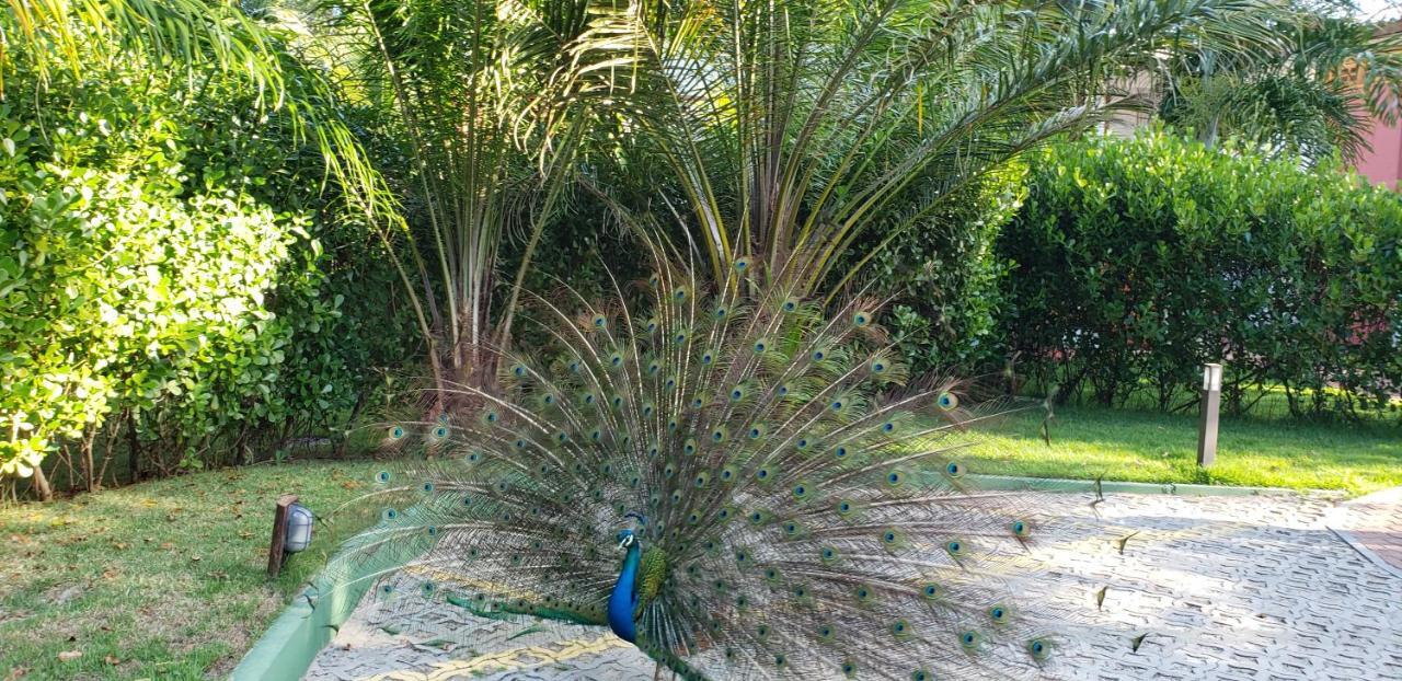 Apto Incrivel Em Condominio Lindo Praia do Forte Exteriör bild